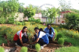 TREE PLANTATION